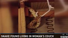 Woman Finds 4-Foot-Long Snake Living In Her Couch